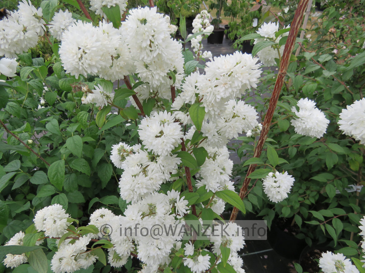 Deutzia magnifica - Blueten nah.JPG